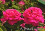 Pink Peace Pink Peace