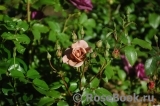 Lavender Pinocchio Lavender Pinocchio