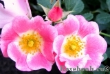 Pink Meidiland Pink Meidiland