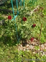 Burgundy Rambler