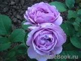 Lavender Ice Lavender Ice