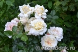 Hermann-Hesse-Rose ® Hermann-Hesse-Rose ®