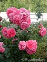 Rosarium Uetersen Rosarium Uetersen