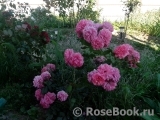 Rosarium Uetersen Rosarium Uetersen