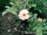 Rokoko Rokoko
