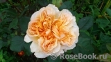Apricot Sky ® Apricot Sky ®