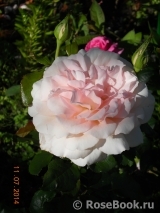 Chandos Beauty Chandos Beauty