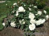 White Meidiland