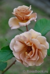 Julia's Rose Julia's Rose