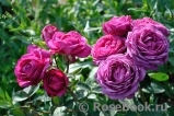 Heidi Klum Rose Heidi Klum Rose