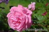 Rosengräfin Marie Henriette Rosengräfin Marie Henriette