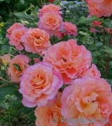 Augusta Luise Augusta Luise