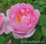Constance Spry Constance Spry