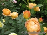 Lady of Shalott Lady of Shalott