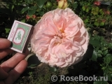 Sangerhauser Jubilaumsrose Sangerhauser Jubilaumsrose