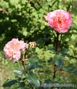 Augusta Luise Augusta Luise