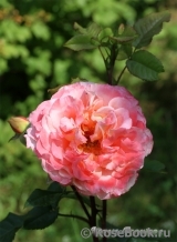 Augusta Luise Augusta Luise