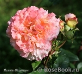 Augusta Luise Augusta Luise