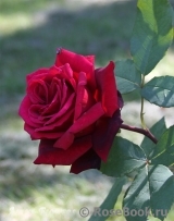 Black Baccara Black Baccara