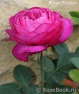 Heidi Klum Rose Heidi Klum Rose