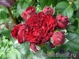 Red Sensation Red Sensation
