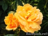 Bernstein-Rose Bernstein-Rose