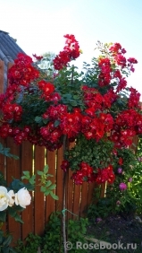 Rouge Meillandecor Rouge Meillandecor