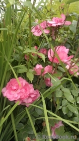 Bordure Rose Bordure Rose