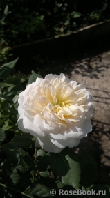 Crocus Rose® Crocus Rose®
