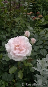 A Whiter Shade Of Pale A Whiter Shade Of Pale