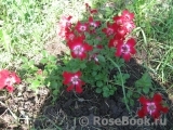 Rouge Meillandecor Rouge Meillandecor