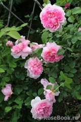 Cottage Rose Cottage Rose