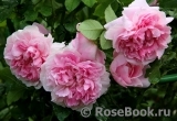 Cottage Rose Cottage Rose