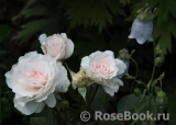 Great North Eastern Rose 