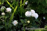 Great North Eastern Rose Great North Eastern Rose