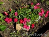 Nature Meillandecor Nature Meillandecor