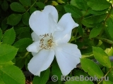 Morden Snowbeauty Morden Snowbeauty