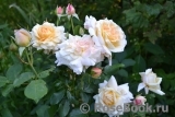 Hermann-Hesse-Rose ® Hermann-Hesse-Rose ®