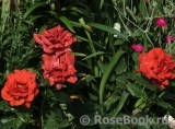 Terracotta ® Terracotta ®