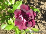 Burgundy Ice Burgundy Ice