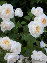 Crocus Rose® Crocus Rose®