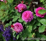 Heidi Klum Rose Heidi Klum Rose