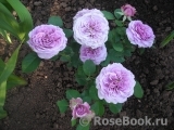 Lavender Ice Lavender Ice