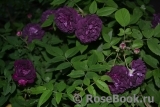 Rosier Eveque Rosier Eveque