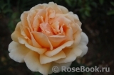 Apricot Nectar Apricot Nectar