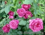 Johann Wolfgang von Goethe Rose® Johann Wolfgang von Goethe Rose®