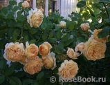 Crown Princess Margareta® Crown Princess Margareta®