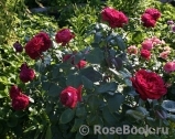 Rose des 4 Vents Rose des 4 Vents