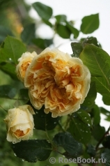 Apricot Sky ® Apricot Sky ®