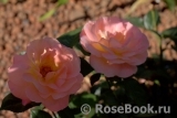 Rosemary Harkness Rosemary Harkness